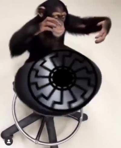 Monkey with chair