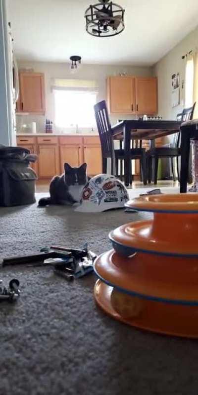 Raven executes a pounce, please rate out of 10.