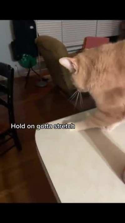 The way the cat switches paws! @ hotclownwing tiktok