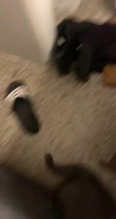 Very smol, big feisty