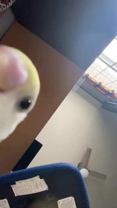 would recommend putting millet on your camera