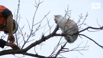 Cat staging lockdown protest at Albert Park Lake yesterday [ABC News]