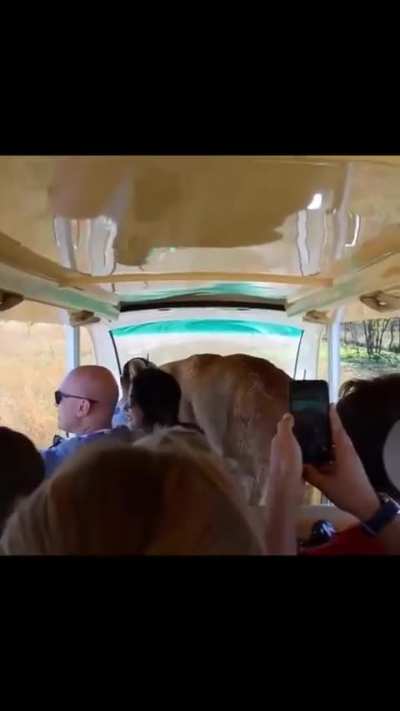 Bro forgot he's a lion