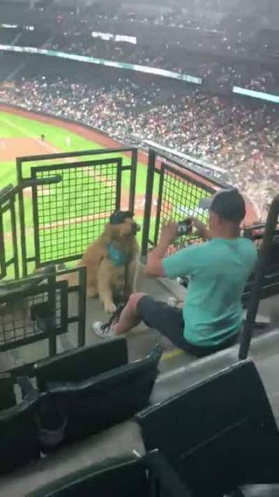 Good boy trying his hardest to pose with food at the ballpark