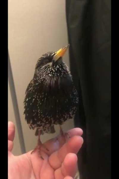 When youre trying to convince someone birds are indeed real, and that lil mf does some shit like this to piss you off