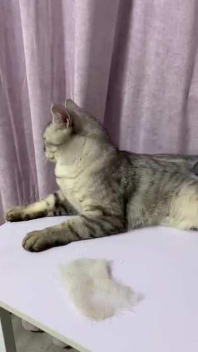 Чистка кота