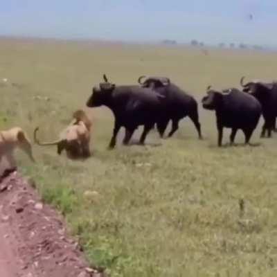 Lion defending his mate couldn't care less about a herd of cape buffaloes charging him and manages to hold them off