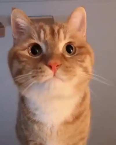 That Meow 😻