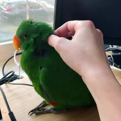 Mom's scritches make me a lil sleepy boy