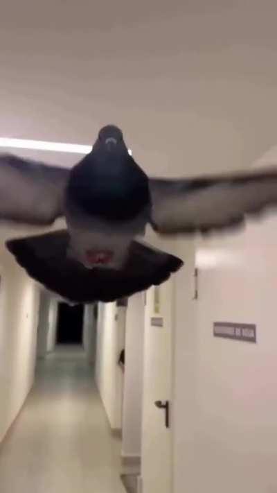 liminal horror pigeon