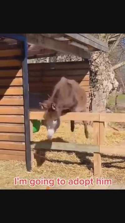 Looking graceful to get adopted