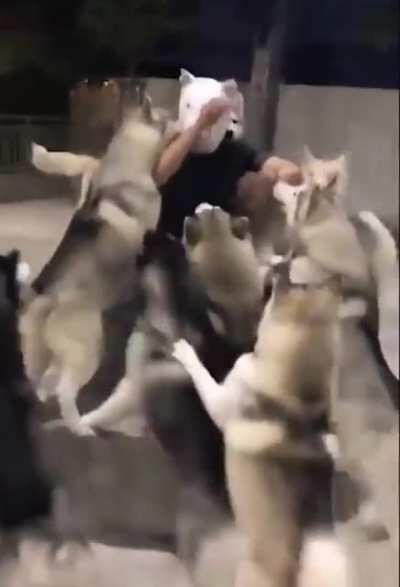 The Wolf King, Commander of the Canid Armies