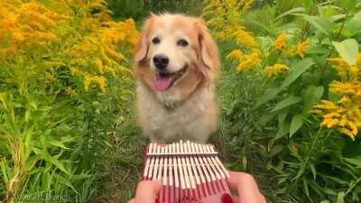 Kalimba: Here comes the sun