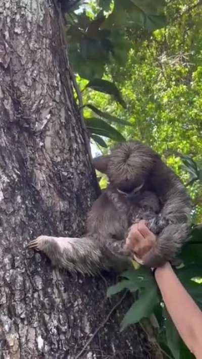Rescue center worker reunites a sloth mom with her baby