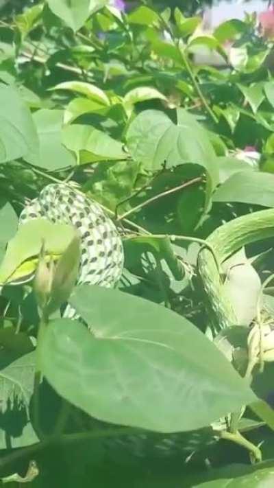 Green snake of the vineyard