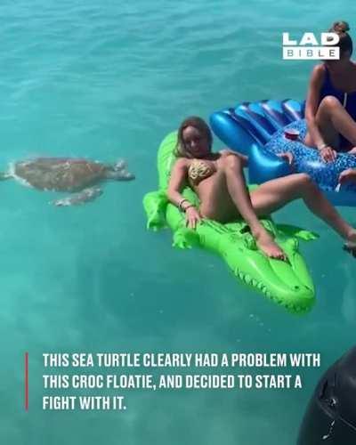 Turtle doing turtle things