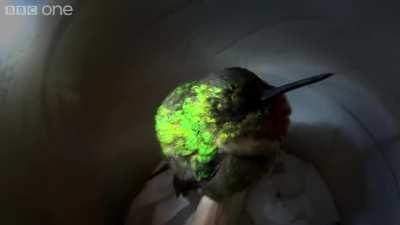 A scientist in Peru records snoring of the Hummingbird..