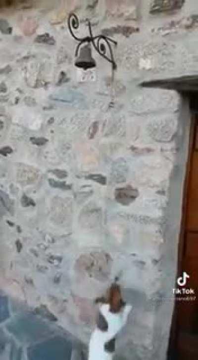 Olha o doguinho Cellbit :)