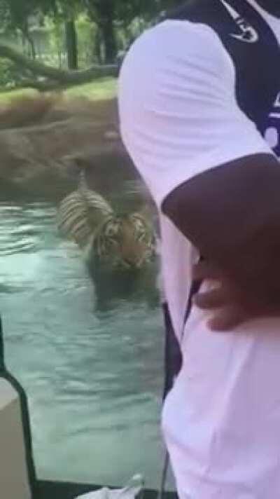 I learned why you never turn your back on a Tiger