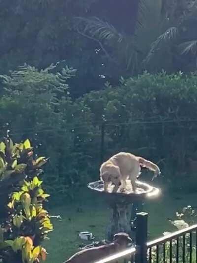 Moose is once again, being a derp.