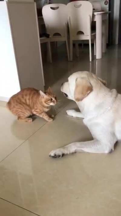 Who is your daddy, doggie!?