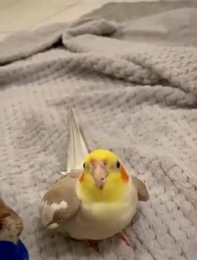 This cockatiel beatboxing