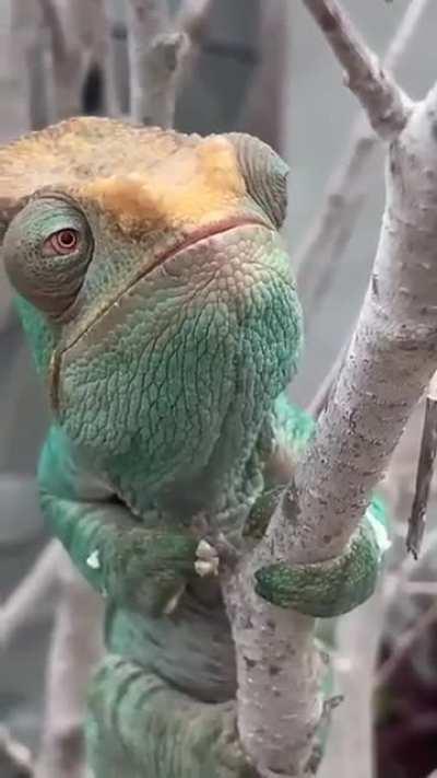 🔥 The chameleon's eyes continuously scan the environment moving each eye independently of the other, so that they can look up and down, forward and backward simultaneously.