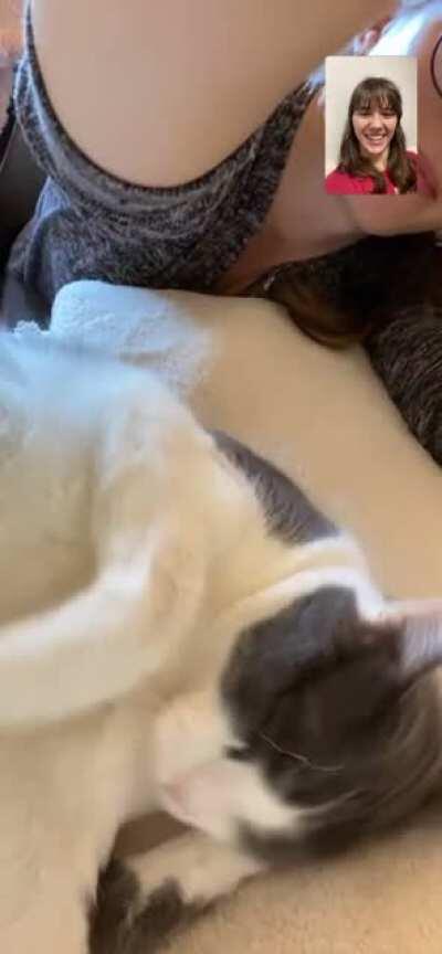 My friend’s cat, Rosie, cleaning behind her ear with her hind paw.