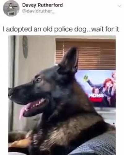 Retired police dog