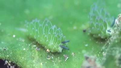 The leaf sheep (costasiella kuroshimae) is a sea slug that is able to photosynthesize. It does this by consuming algae and retaining the chloroplasts from the algae in its own tissues. This allows it to produce its own food through photosynthesis, which i