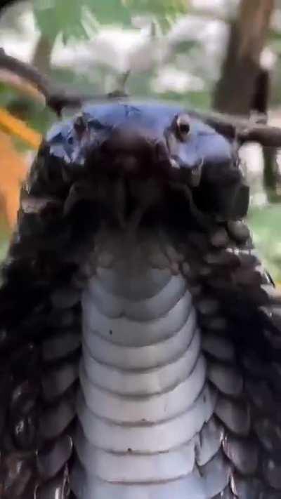 Black Indian cobra snake