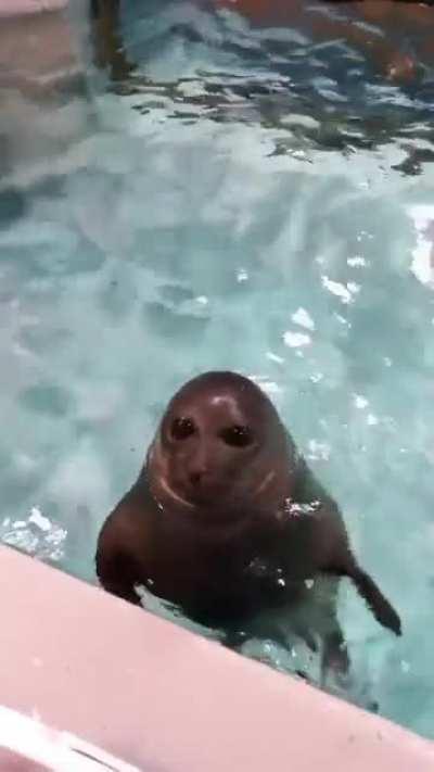 This seal's face when it vocalizes