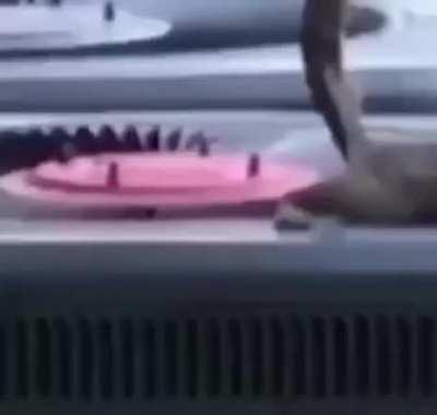 Squirrel went to Taco Bell