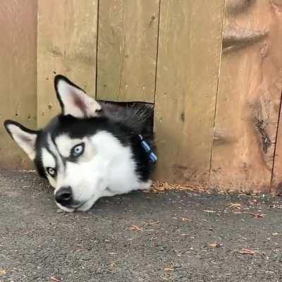 Someone decided to see of he could escape through the cat door in our fence....