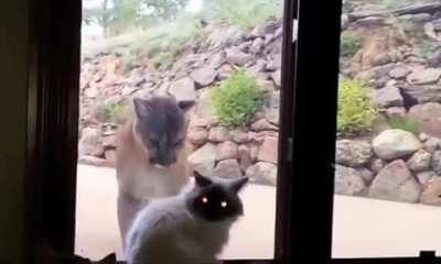 🔥 Two cats interacting