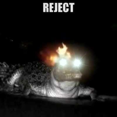 Object Florida embrace Dino nuggies