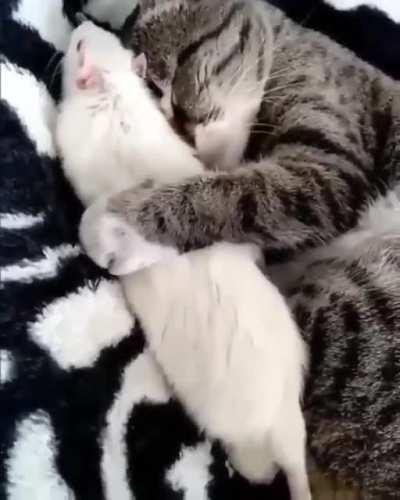 Professional Snuggler