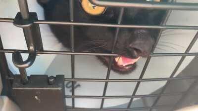 My little ambulance siren after he was neutered 🖤