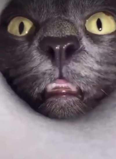 HMC while I get the last treat in the container