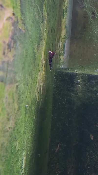 New shrimp