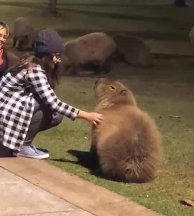 A capybara slowly being entranced with tummy rubs