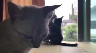 I feel your pain Mr. Whiskers