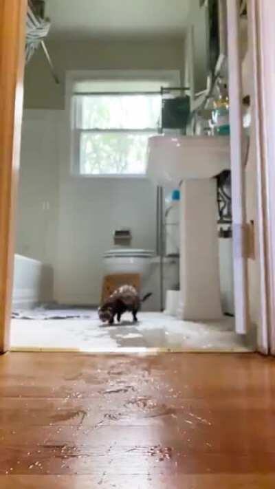 The Semi-Annual Noodle Bath for 11 ferrets! 💦