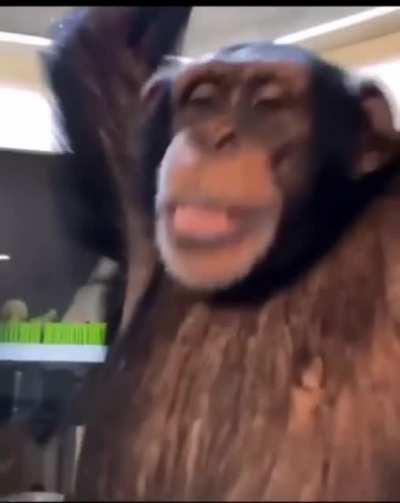 Is funky monke Friday less gooo