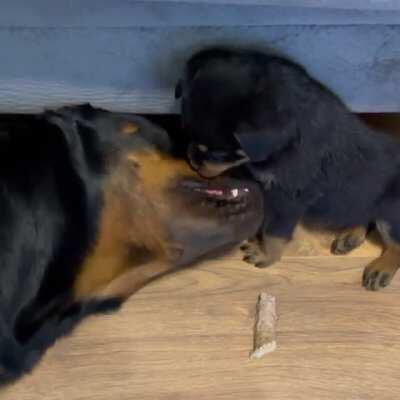 Follow us on IG @kotttherott🐶🐾