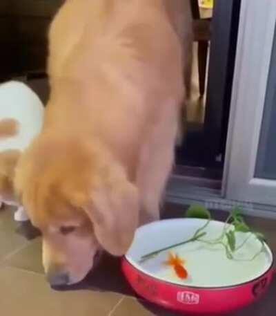 Cruel dog throws the fish to a cat and can't even stay to watch the horror