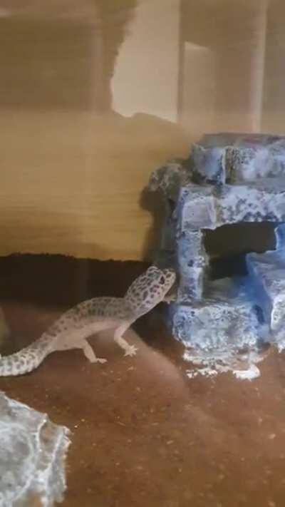 I will stand like human