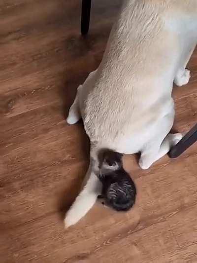 My little hunter❤️