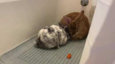 first bonding session success! no fights or humping! I was worried since they are both (neutered) males, but couldn’t be happier