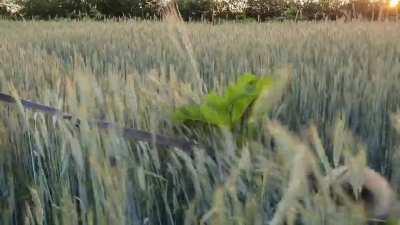 he suddenly outgrew the rye!